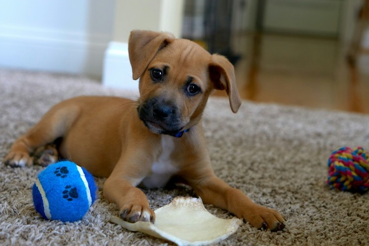 puppy playing with toys indoors