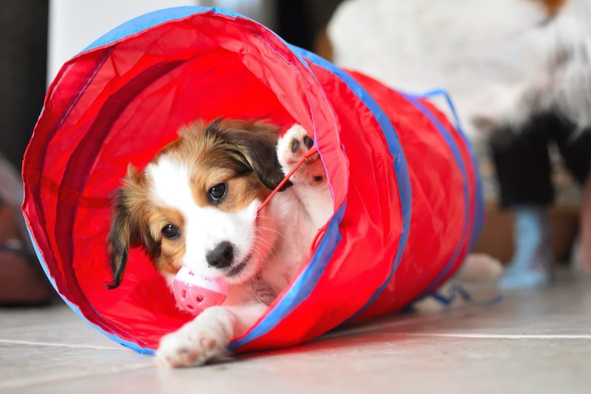 Cute puppy playing in red tube at home safe from puppy dangers.