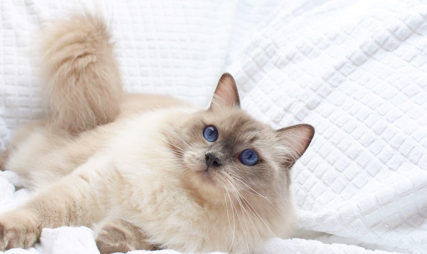 A beautiful Ragdoll cat with striking blue eyes laying on a white blanket and showing why it's the most popular cat breed.