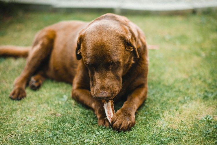 dog chewing bone while laying down outdoors