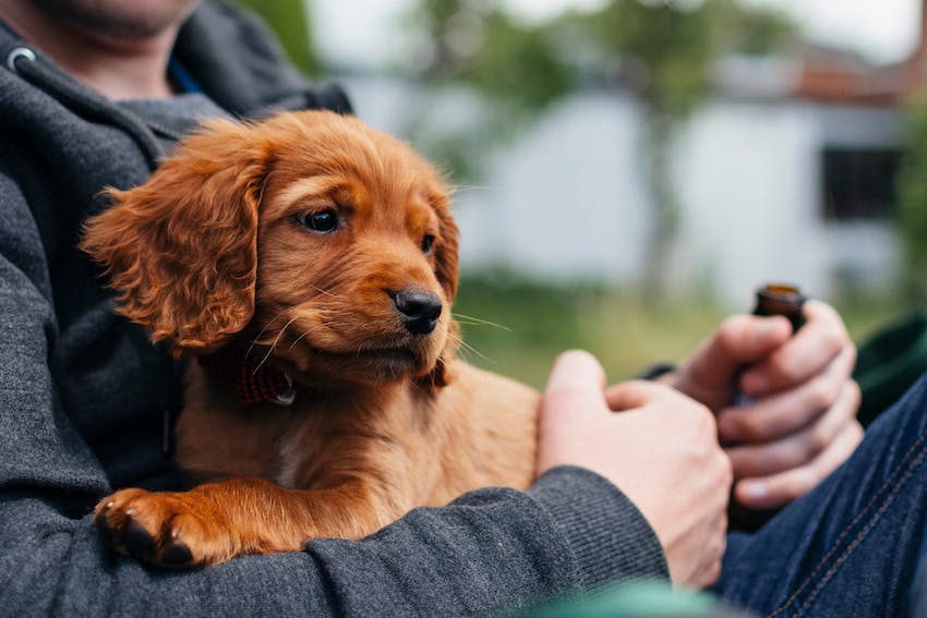 A cocker spaniel puppy cuddle on lap of male pet owner