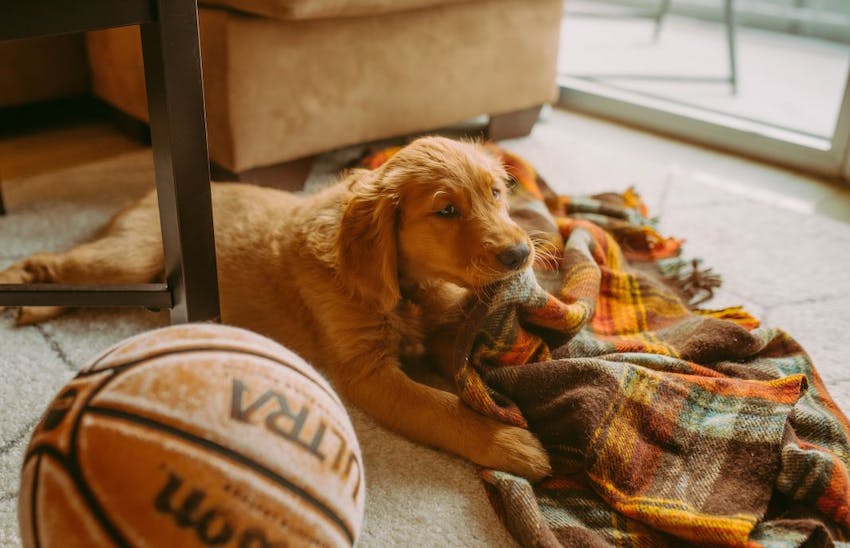 A golden retriever puppy laying indoors with a blanket and a basketball for activities