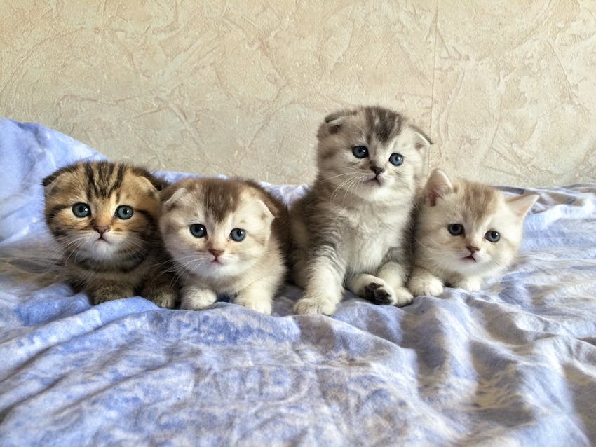 Four Scottish fold kittens lined up together on a blanket