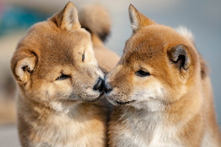 Two shiba inu puppies