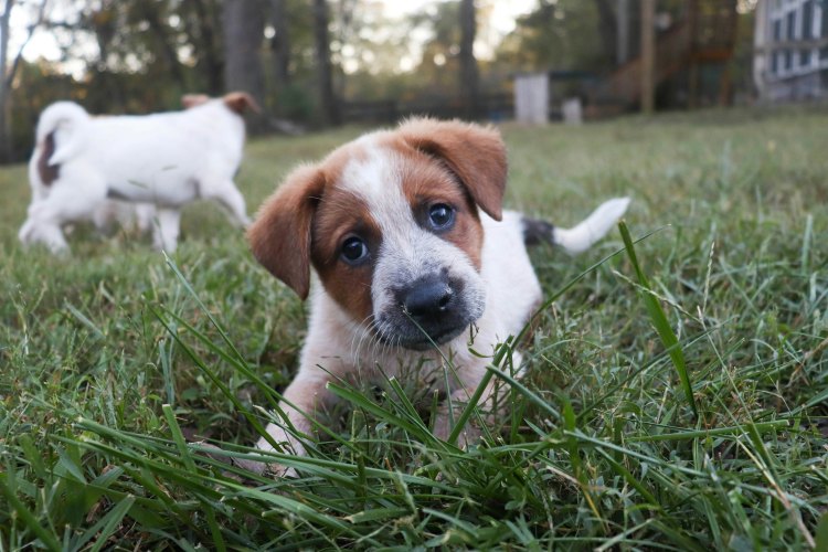 puppy playing in grass near his dog mother