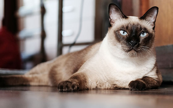 cards A Deep Dive into the Siamese Cat Breed
