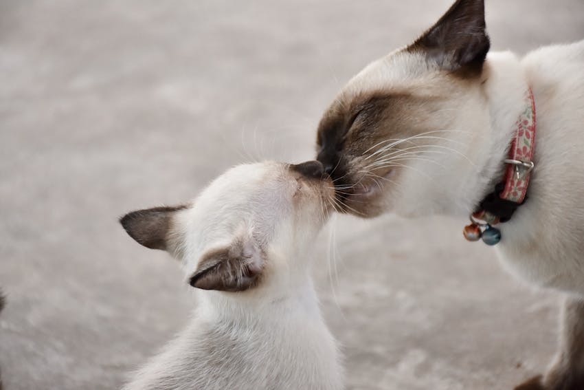 A mother Siamese cat touching noses with a younger Siamese cat kitten.