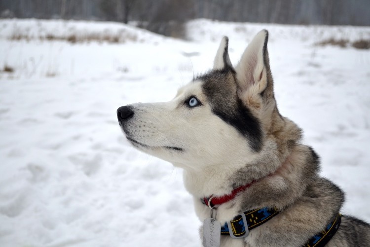 Siberian Husky