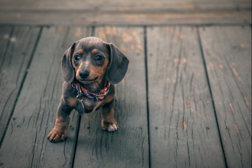 A small brown puppy outdoors on a wooden walkway
