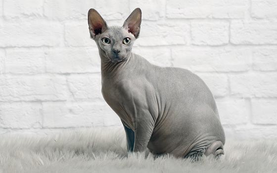 Gray sphynx cat sitting on a white carpet in front of a white brick wall.