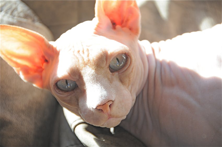 Close-up of a sphynx cat staring forward with blue eyes