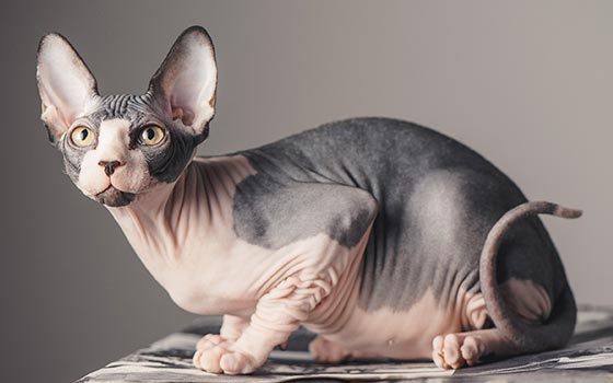 A multicolor Sphynx cat crouched on a surface looking up.