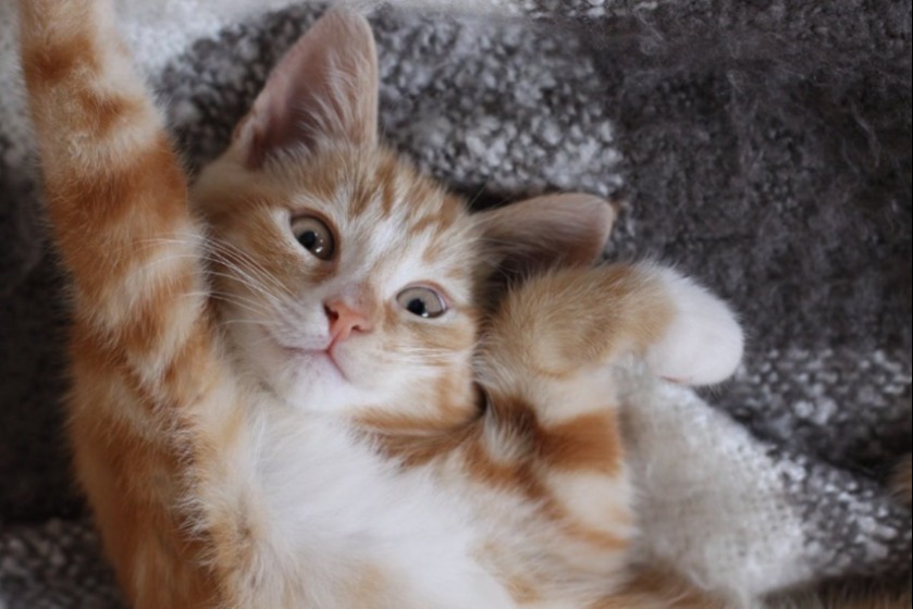 Close up of a kitten laying playfully on its back on a blanket