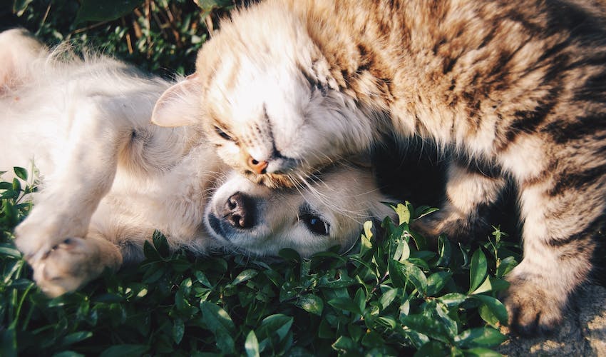 A dog and cat snuggling together on a plant bed as a sign that both species are intelligent in their own way.