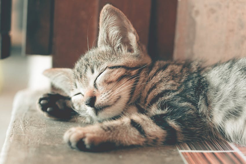 Close-up of a tabby cat kitten sleeping on a floor.