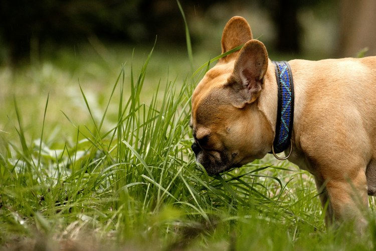What Are the Most Common Medical Emergencies in Pets?