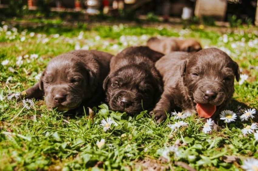 Close up of three brown puppies at the best age for buying pet insurance