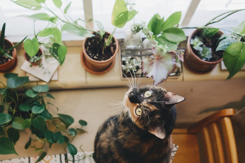 Calico cat looking up from a shelf of springtime houseplants.