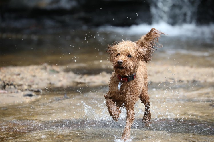 toy poodle running through shallow water