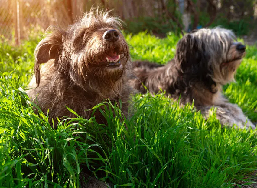 Two dogs sitting outside in long green grass in the sunshine