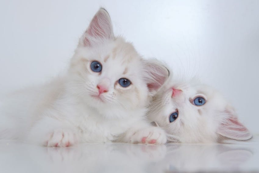 Two white kittens with blue eyes cuddling on a white floor