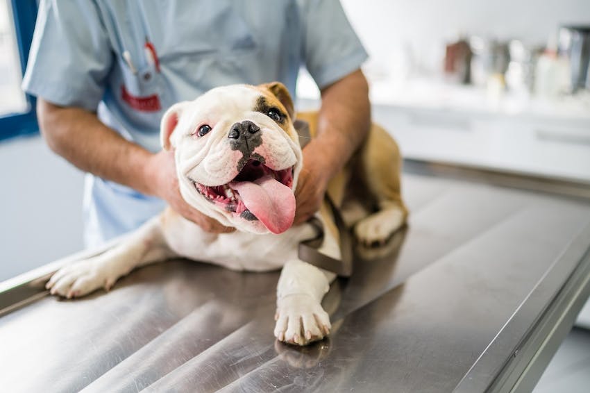 A dog on an an exam room table at a veterinary hospital with a veterinarian standing behind them.