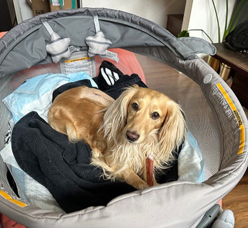 dachshund resting in a pet bassinet