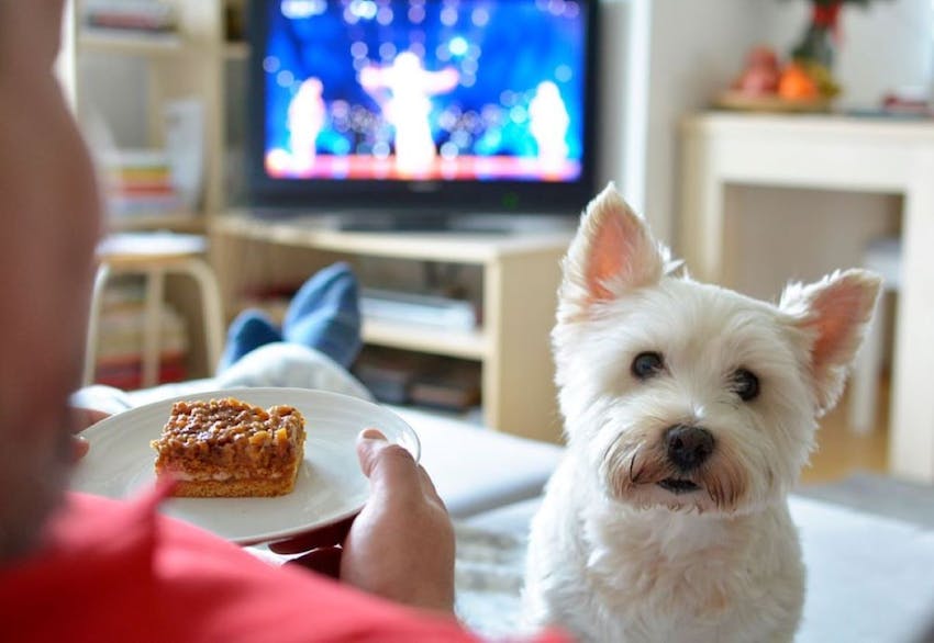 White dog sitting with pet owner watching a movie on TV