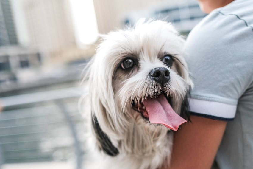 Small dog sticking tongue out while being carried by human