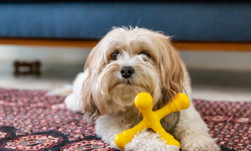A shaggy white dog with a yellow chew toy on a rug