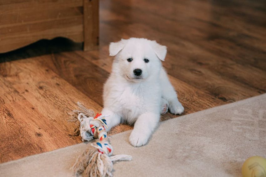 White puppy playing indoors with a rope toy