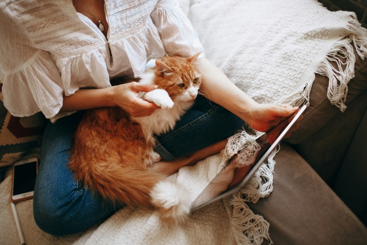 cat resting in owner's lap