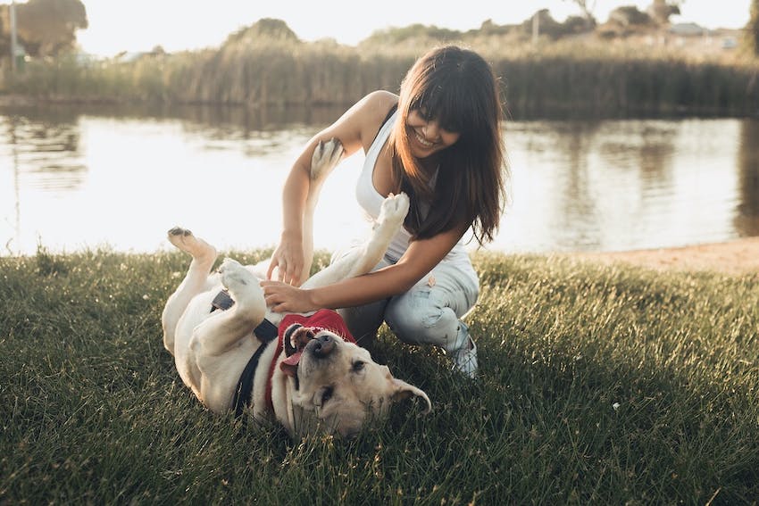Dog in bandana rolling in the sun while getting pet on the belly by human