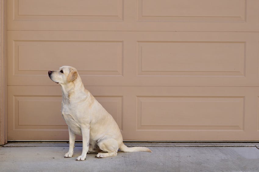 Yellow labrador retriever standing in front of a beige garage door