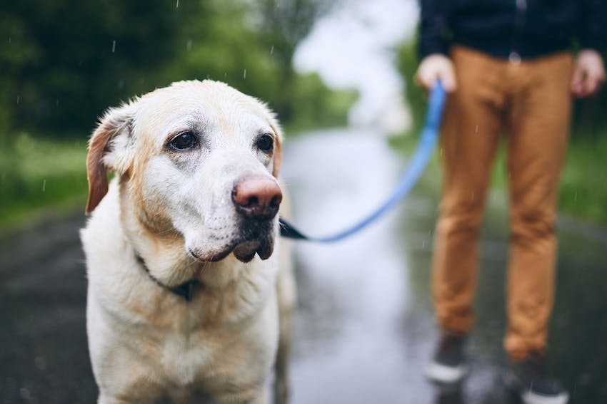 Well-trained yellow Labrador Retriever walking with pet owner on a leash.