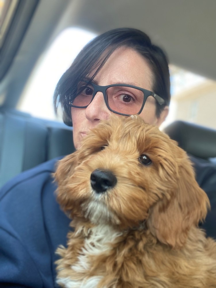 person holding dog in a car