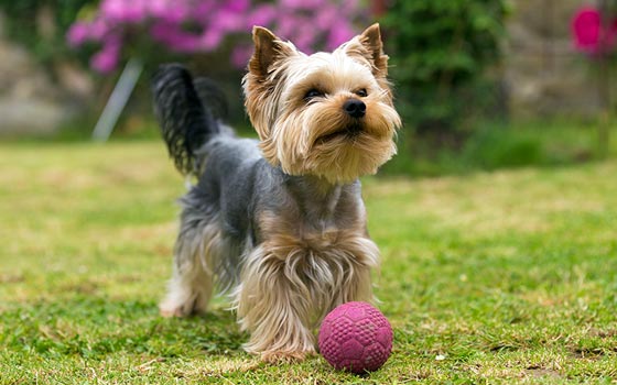 Yorkshire Terrier outdoors with a pink soccer ball.