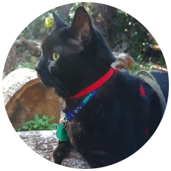 black cat with red collar