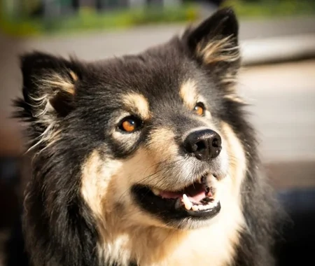 A woman with her dog in a tent