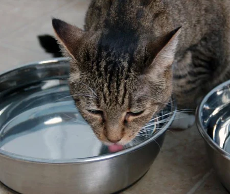 An orange cat inside a bright green carrier