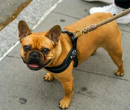 A French bulldog out for a walk