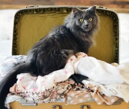 Fuzzy dark grey cat sitting in a suitcase