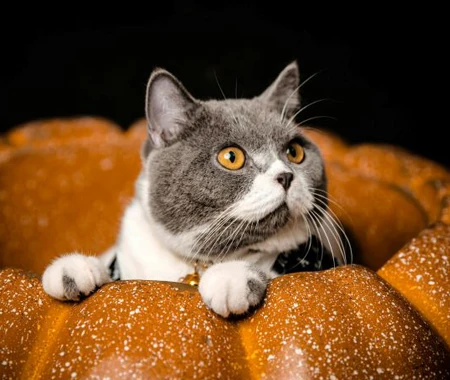 Black and white cat in a pumpkin