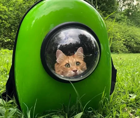 Cat inside a backpack outdoors