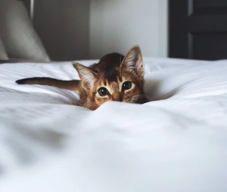 Small kitten nesteled in the bed sheets