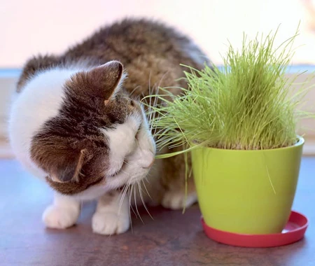 A brown and white cat sniffs a potted plant