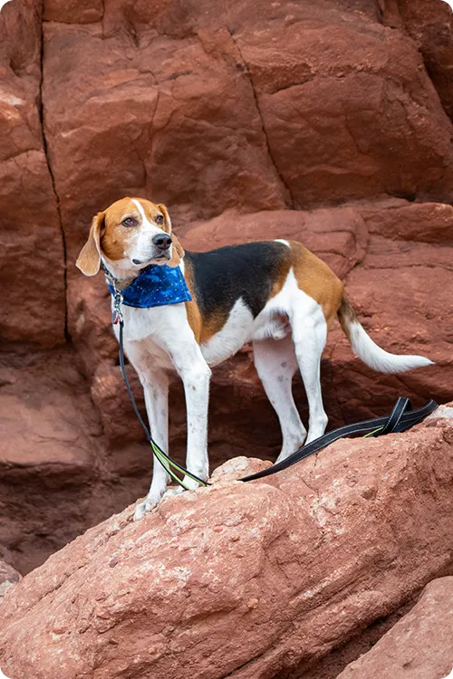 Beagle dog hiking in red rocks