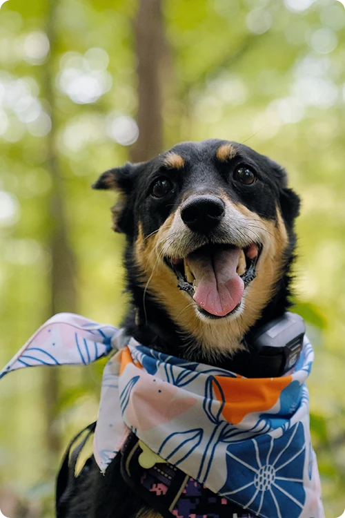 Dog wearing a bandana out on a hike