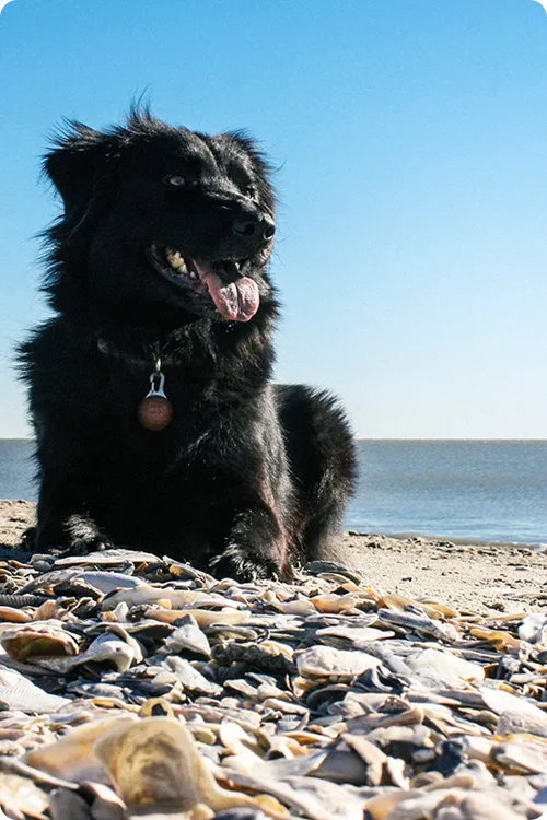 Black dog relaxing on rocks at the beach