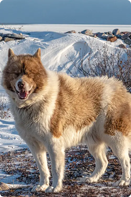 A fuzzy golden Husky standing in the snow